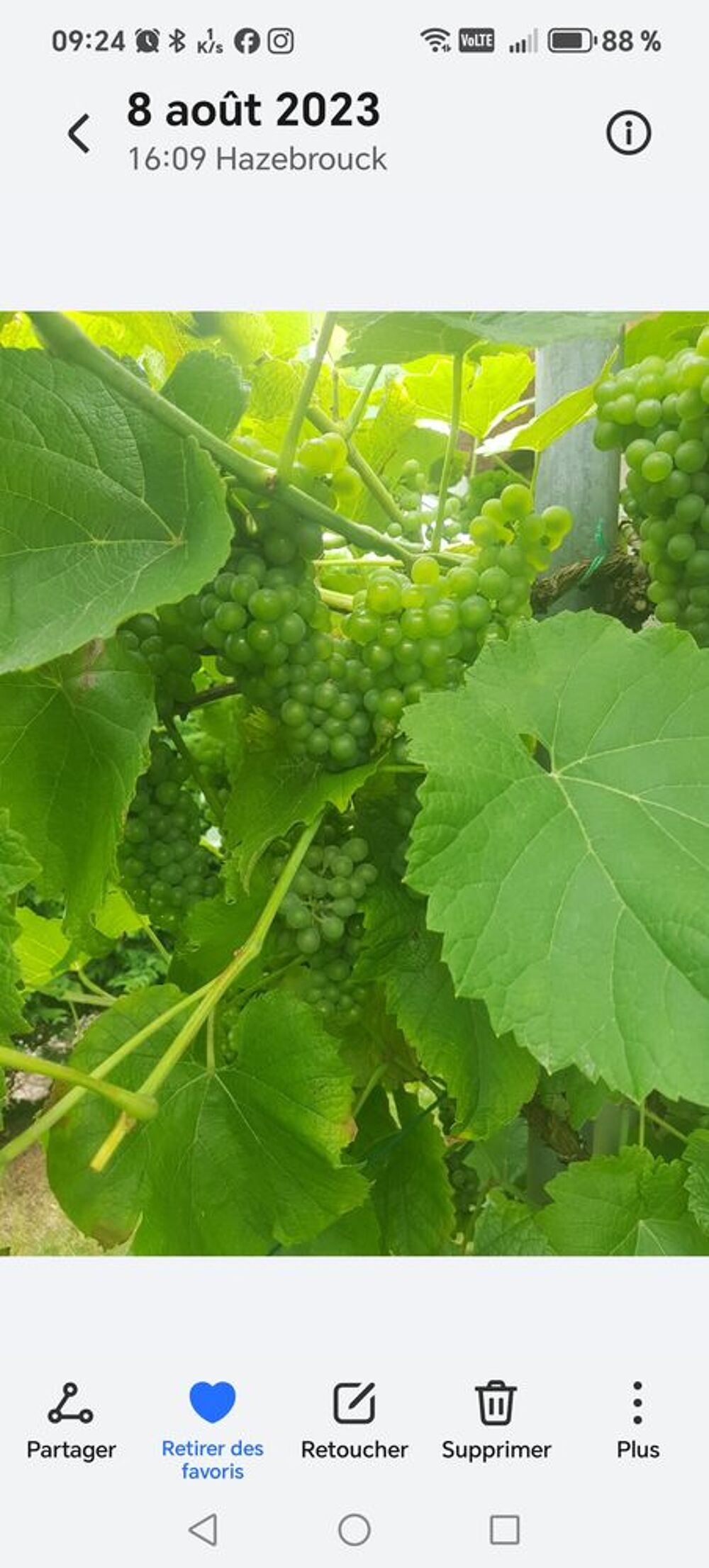 Pieds de vigne raisin blanc et noir Jardin