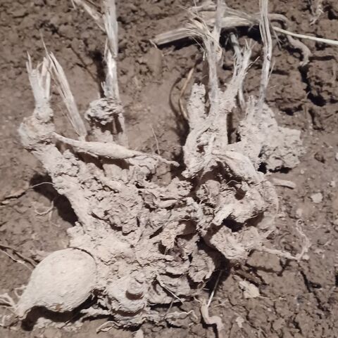 Bulbes de dahlias 3 Paray-le-Monial (71)