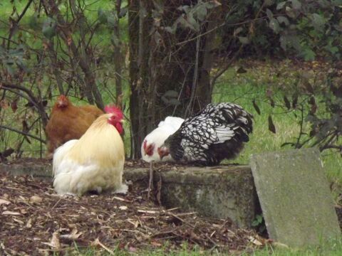 oeufs fecondés de  pekins 2 44130 Blain