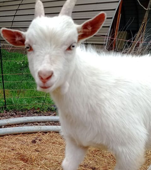 ch&egrave;vre naine 80 03330 �chassi�res