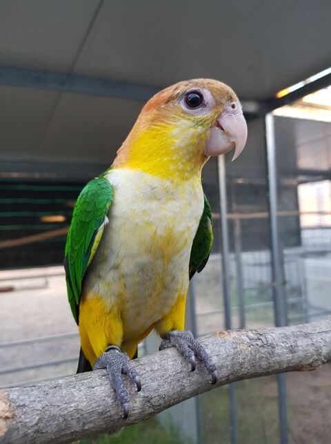 Caiques tete Orange 2024 Epp 450 06500 Menton