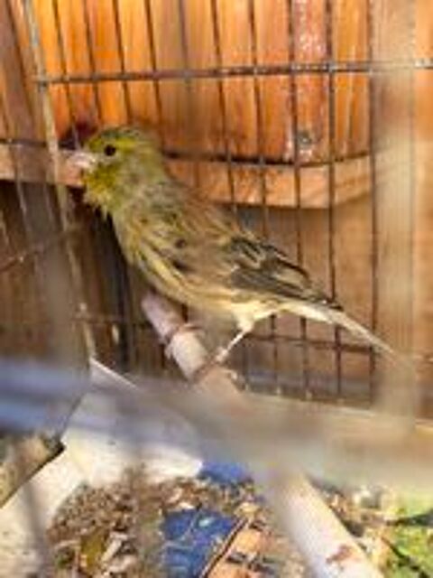   Canari sylvestre  