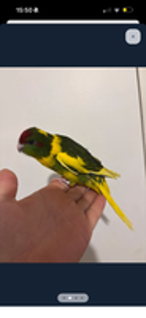   Kakariki eam 
