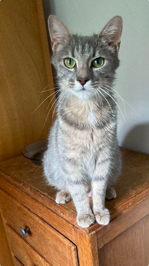 CLEMENCE jeune chatte tr&egrave;s facile &agrave; vivre 180 94200 Ivry-sur-seine