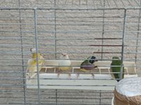   Diamant gould 2025 