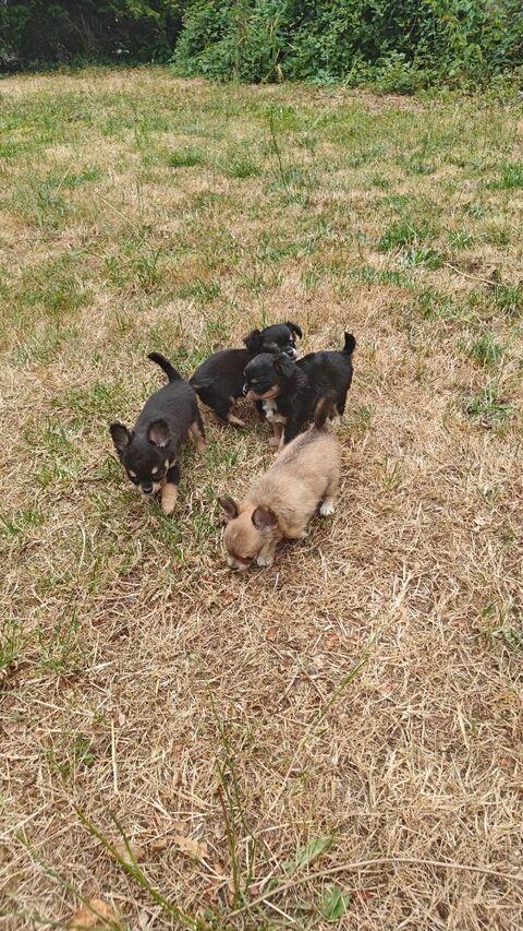 Mini chiots chihuahuas LOFS 1200 95000 Cergy