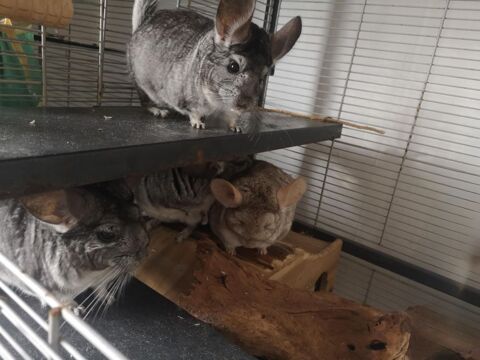 Inti, Huari, Kolash et Ekoko 240 44000 Nantes