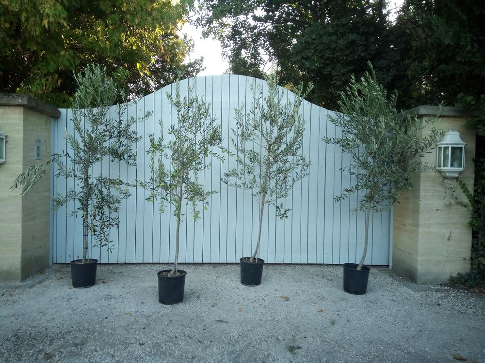 Olivier Picholine et sa c&eacute;l&egrave;bre olive verte Gardoise ?? Jardin