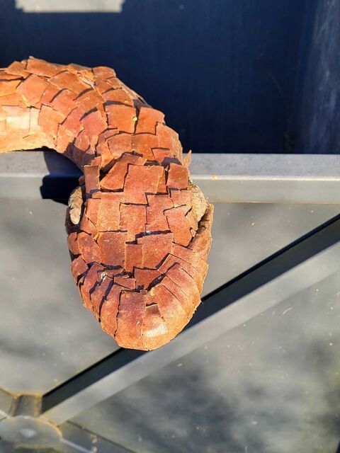 Serpent artistique 0 Pouilly-en-Auxois (21)