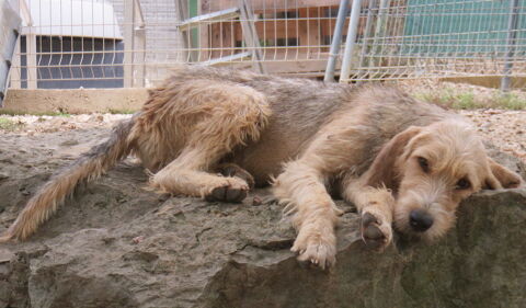 Emma la Douce est à l'adoption 0 34000 Montpellier