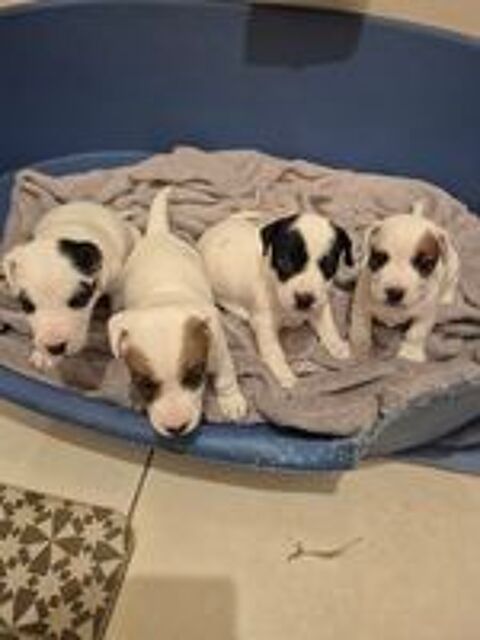   Chiots jack russell  