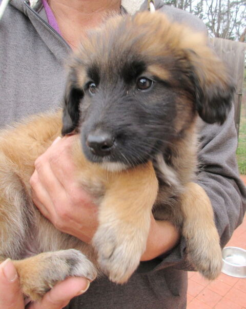 Archie est à l'adoption! 0 34000 Montpellier