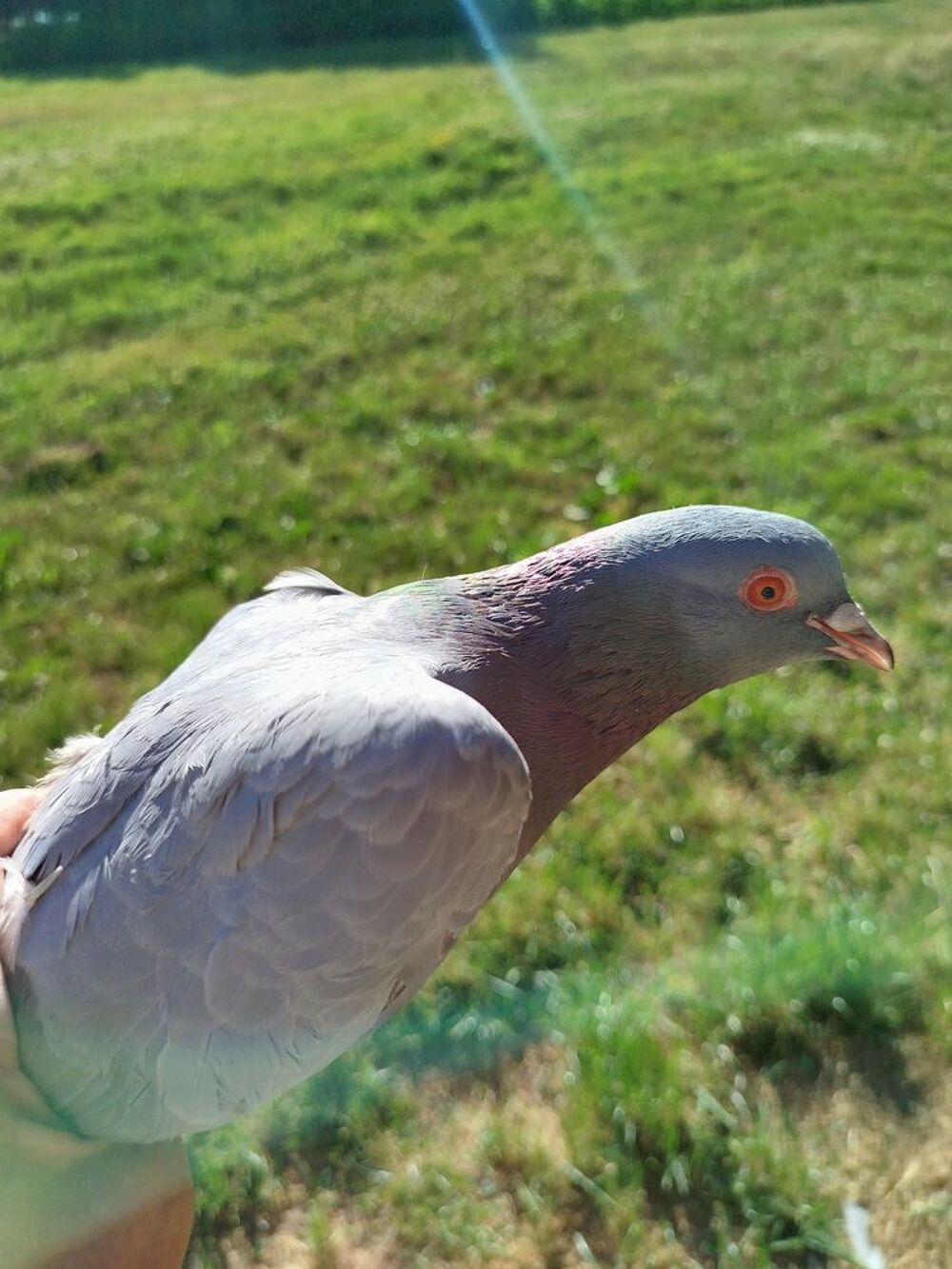   pigeon bleu de Gascogne me contacter Par téléphone Mail 