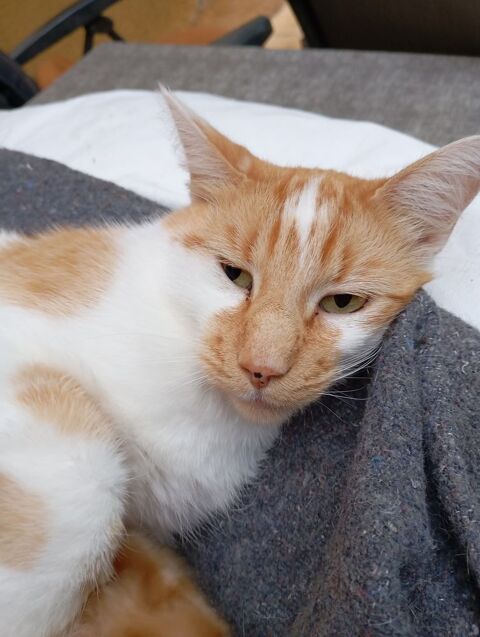 Chat roux et blanc perdu &agrave; Calembourg (Laumesfeld) perdu
0 57480 Laumesfeld