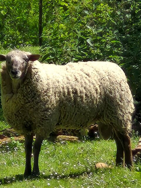 Mouton adulte 3 ans 100 33710 Bourg