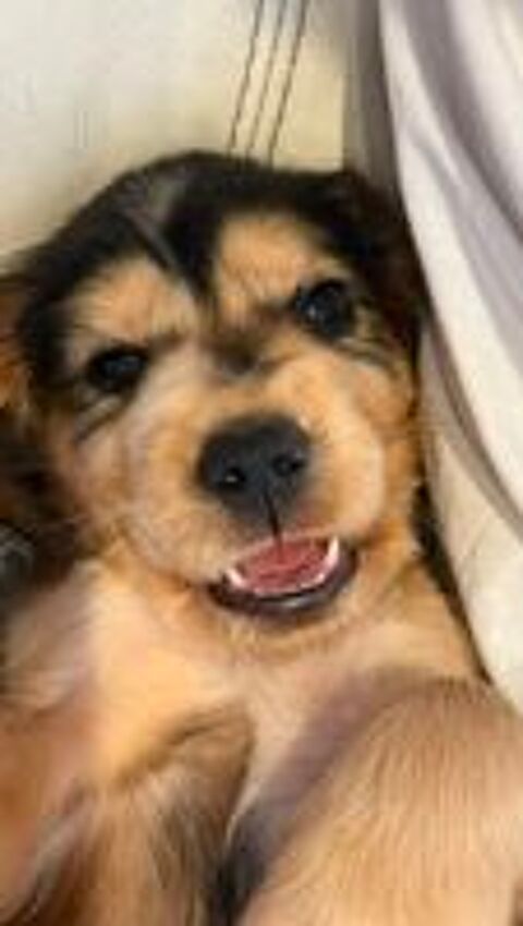   chiot cocker anglais  
