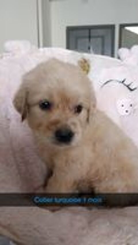   Chiots golden retriever  