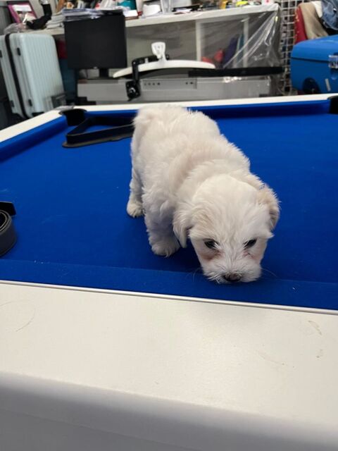 CHIOT LOF Femelle COTON DE TULEAR 950 78300 Poissy