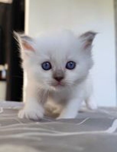   Sacrée de Birmanie loof  