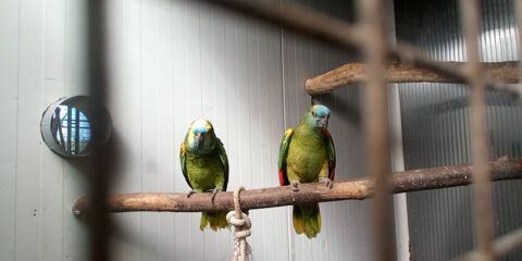 Couple amazone perroquet 1000 69170 Tarare