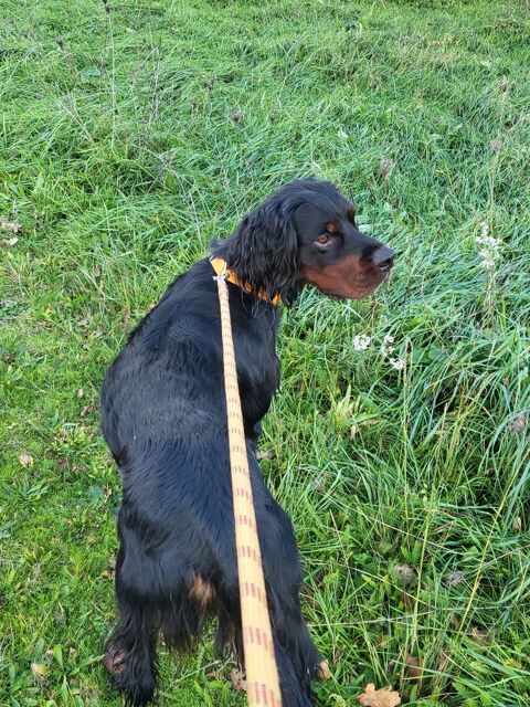 Setter Gordon 0 24700 Le pizou
