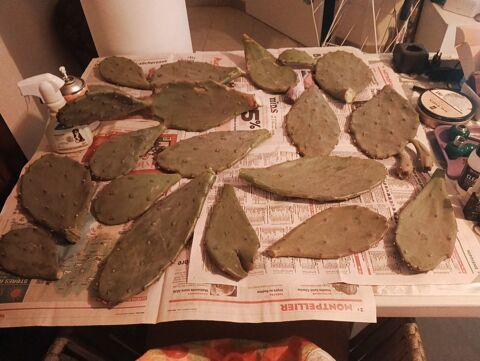 CACTUS FIGUIER DE BARBARIE ET RAQUETTES 8 34280 La grande-motte