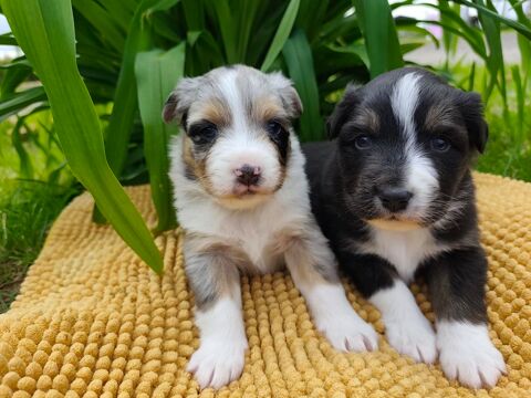 chiot berger australien 1600 85440 Avrillé
