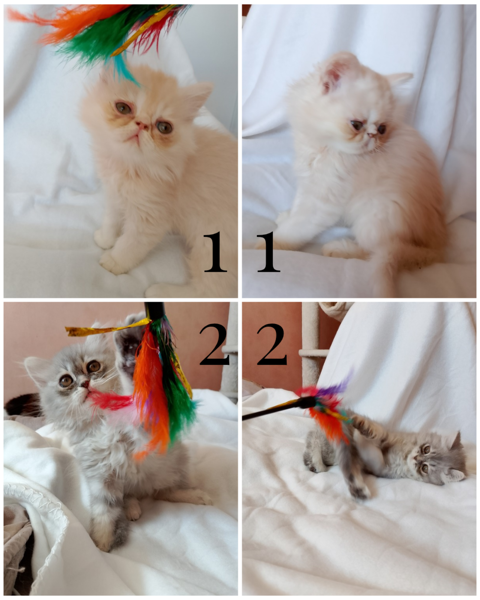 Trois chatons Persan crois&eacute; Persan chinchilla 600 35390 Grand-fougeray