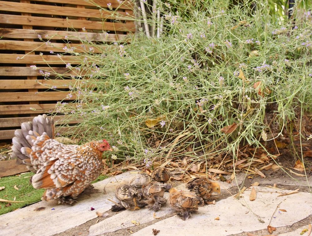   A saisir poules coq gros poussins de pure race sabelpoot 