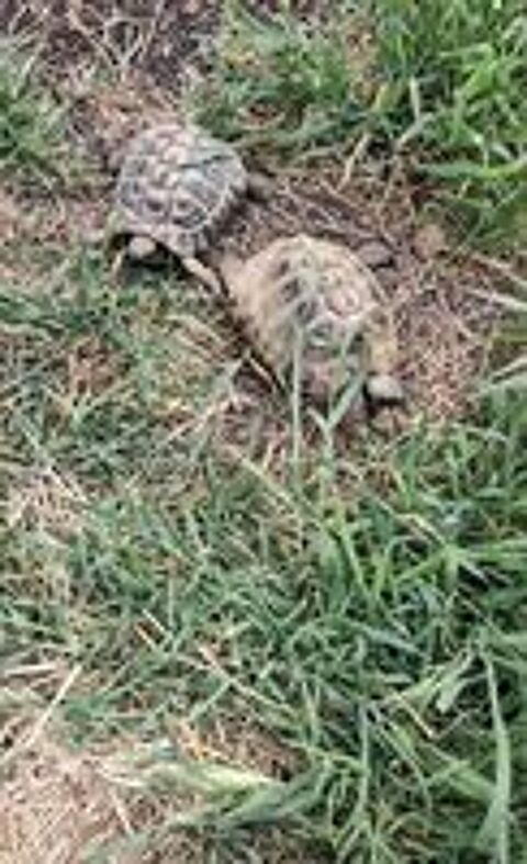   Tortues Herman adulte males  