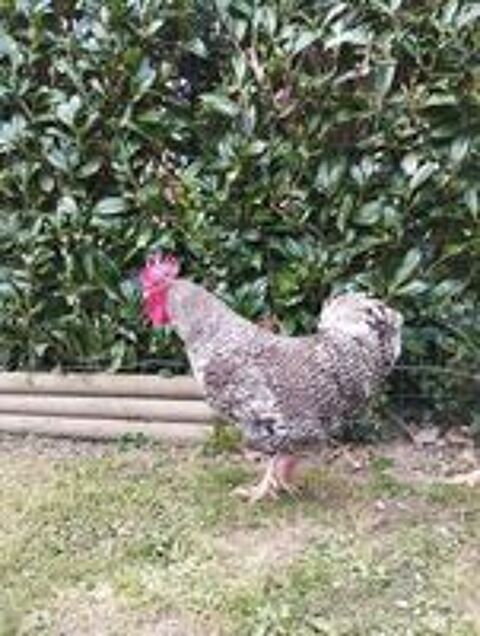   Coq coucou de rennes  
