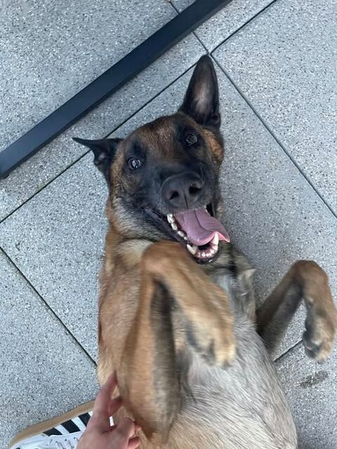 Chien SKY à l adoption 210 42600 Montbrison