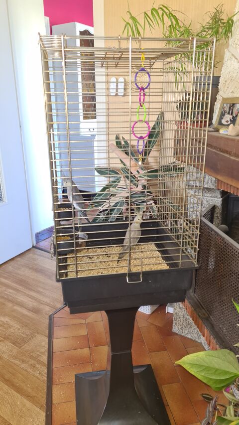 Cage oiseaux 60 33860 Marcillac