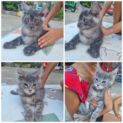 Maine coon loof polydactyle 1000 82000 Montauban