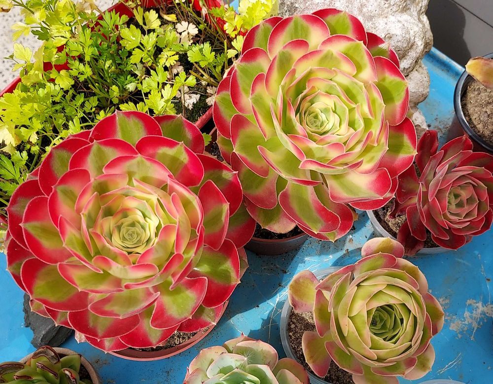 Plantes grasses, succulentes Jardin