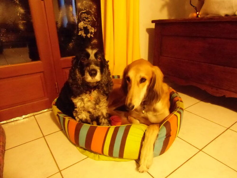   je garde votre chien  à mon domicile en normandie 