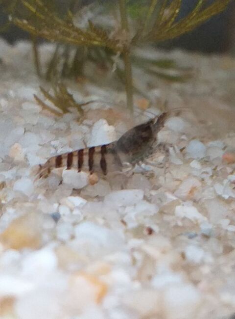 Crevette Caridina Babaulti Stripes (zbr) 67390 Marckolsheim