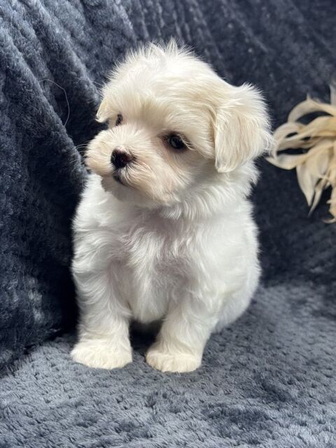 Splendide Super Chiots Bichon Maltais 330 74100 Annemasse
