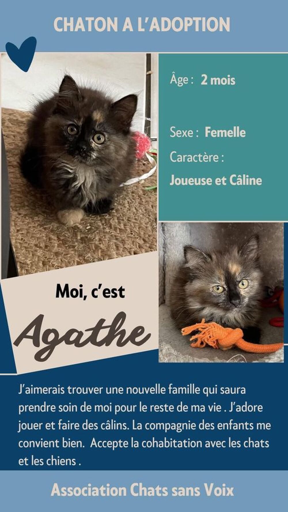   À l'adoption : Agathe, adorable chaton femelle de 2 mois (Association) 