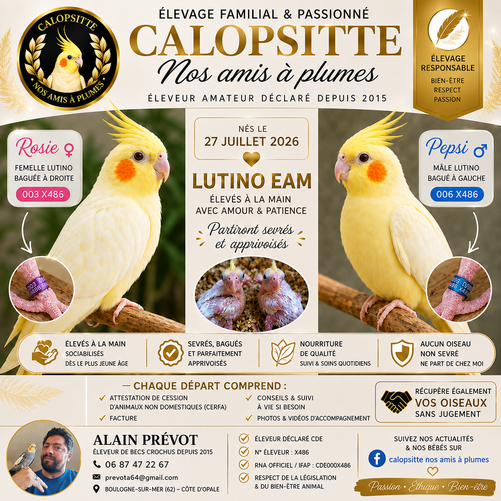   Calopsittes EAM  