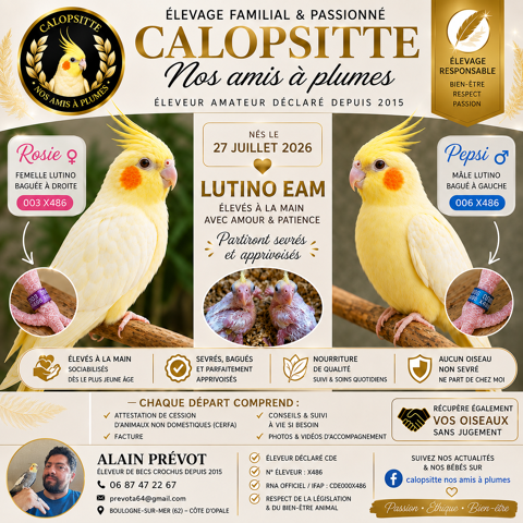 Calopsittes EAM 0 62200 Boulogne-sur-mer