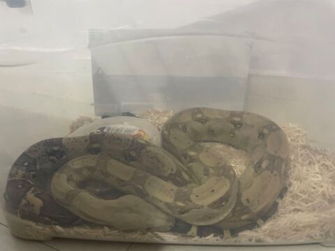 Ce serpent le propriétaire la abandonné chez moi 150 72000 Le mans