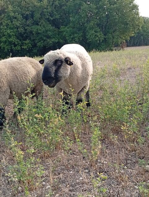 Belier 250 46800 Montcuq