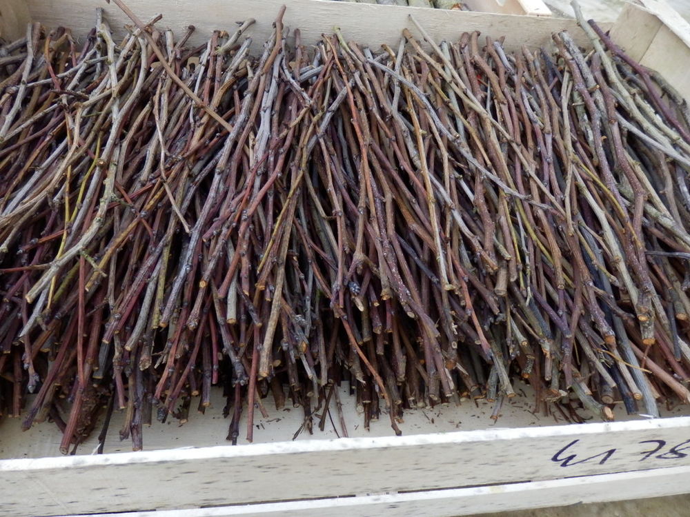 Bois pour allumer la chemin&eacute;e ou le BBQ (poirier, prunier) - Jardin