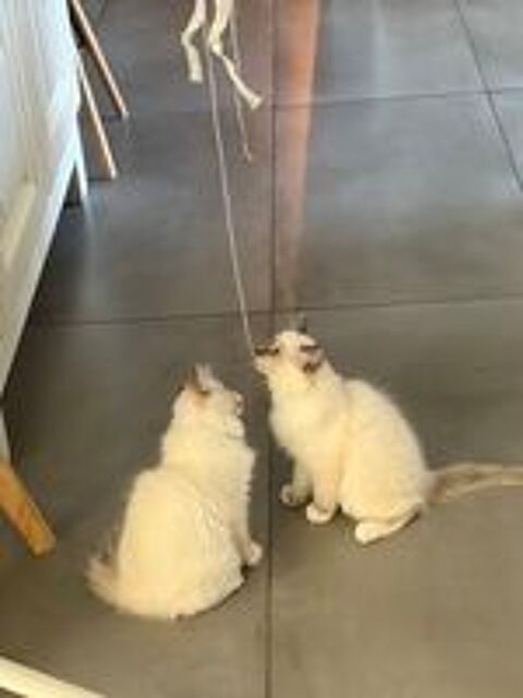   2 chatons femelles Sacré de Birmanie LOOF 