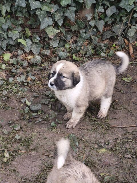 Chiots crois&eacute;s Patou &times; Gampr (Berger Arm&eacute;nien) 0 91180 Saint-germain-l�s-arpajon