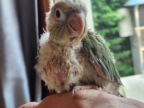 Jeune mâle conure de molinae turquoise opaline cinnamon 250 77240 Vert-saint-denis