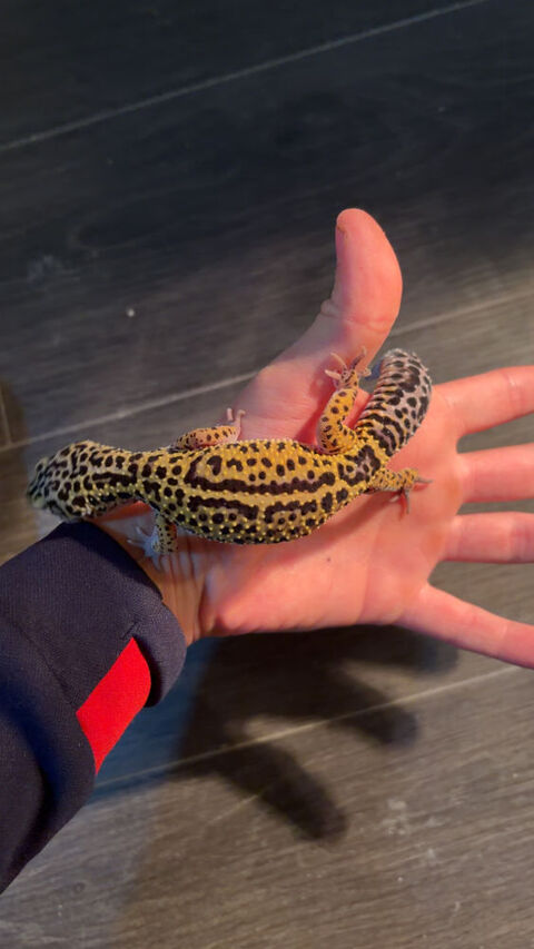 gecko l&eacute;opard 90 83100 Toulon