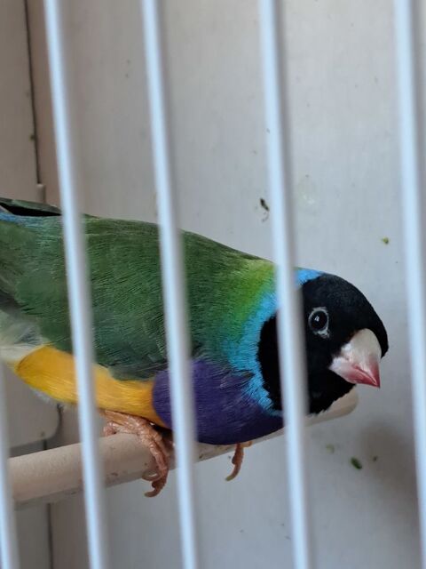 Couple Goulds 90 44100 Nantes