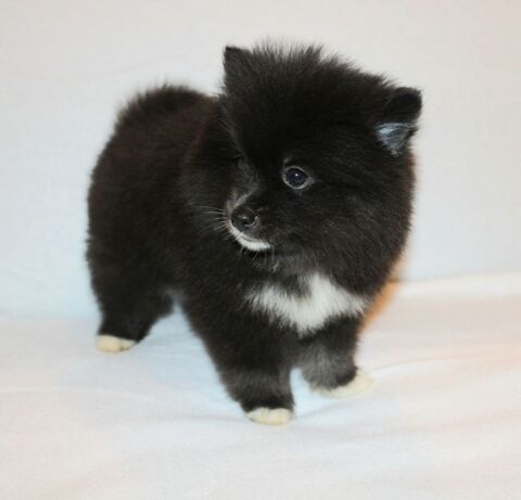 Chiots pomsky F5 toy petit gabarit 0 75001 Paris
